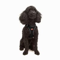 Ham Tailpetz Air Mesh pentru pisici și câini de talie mică și medie - Moale, respirabil, negru, mărimea XS (circumferința pieptului 35,5-40,5 cm) 1