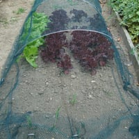 Plasă de protecție antigrindină TENAX Defender 6x10 m, verde, pentru protecția livezilor și plantațiilor, plasă țesută din plastic 5