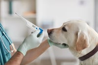 TFA Dostmann VET 15.2022 digitalni veterinarski toplomjer - vodootporan 2