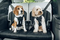 Ham auto pentru câini Thule Cappy - Negru, mărimea M 10