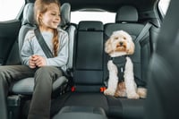 Ham auto pentru câini Thule Cappy - Negru, mărimea M 7