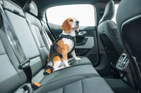 Ham auto pentru câini Thule Cappy - Negru, mărimea M 8