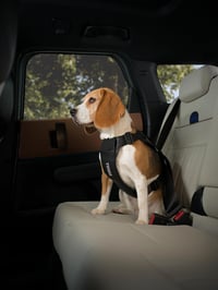 Ham auto pentru câini Thule Cappy - Negru, mărimea M 6