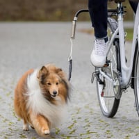 TRIXIE Biker-Set Lesă de bicicletă pentru câini, mărimea S-M - Se fixează pe tija șeii, pentru diametre de până la 32 mm 2