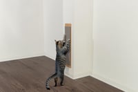 TRIXIE Jumbo škrabadlo pre mačky 17 x 70 cm sivé 2