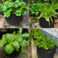 Voarge 5 db Növénynevelő Zsák 12L Burgonya Paradicsom Paprika Virág Termesztéshez 7