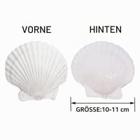 Wekuw mušle svätojakubské prírodné 10 ks, veľké 9-11 cm, biele, na dekoráciu, ručné práce, akvárium, servírovanie predjedál 3