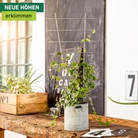 Suport Metalic pentru Plante Windhager 77x34 cm, Susținere pentru Plante de Grădină, Structură Metalică 2