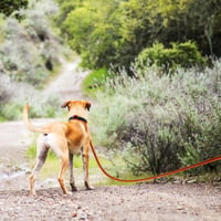 Wisedog dlhé vodítko pre psov na výcvik privolania, s reflexnými prvkami, oranžové, 3 m, ľahké a protišmykové 6
