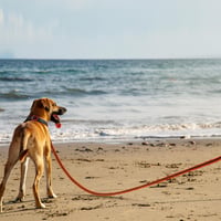 Wisedog dlhé vodítko pre psov na výcvik privolania, s reflexnými prvkami, oranžové, 3 m, ľahké a protišmykové 5