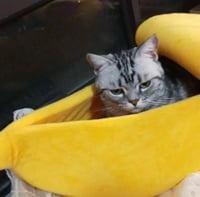 Xshelley Banán Alakú Macska Ágy - Puha Plüss Kisállat Fekhely Kiscicáknak és Kiskutyáknak - Meleg Bújófészek 6 kg Alatti Háziállatoknak (68  4