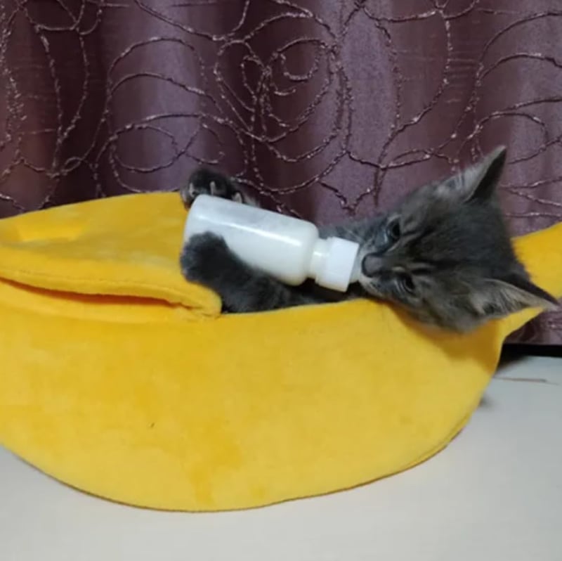 Xshelley Banán Alakú Macska Ágy - Puha Plüss Kisállat Fekhely Kiscicáknak és Kiskutyáknak - Meleg Bújófészek 6 kg Alatti Háziállatoknak (68 