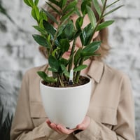 Yardwe vízszintjelző szobanövényekhez - 23 cm és 36 cm - 4 db 7