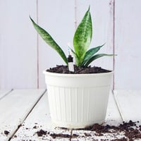 Yardwe vízszintjelző szobanövényekhez - 23 cm és 36 cm - 4 db 6