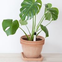 Yardwe vízszintjelző szobanövényekhez - 23 cm és 36 cm - 4 db 2
