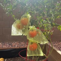YEAMLTE Sac de protecție pentru struguri, 30 buc, pungă verde din organza cu șnur pentru protecția fructelor împotriva păsărilor, viespilor și musculițelor, 17x23 cm 5