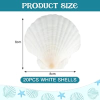 ZEFAN Fehér Kagylók 20 db Természetes Fésűkagyló 7-8 cm Dekoráció Ékszerkészítéshez - White 2