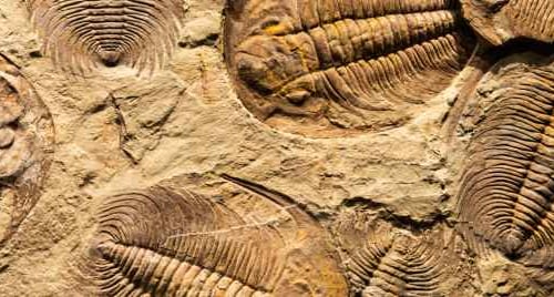 Pietraroja e il dinosauro Ciro: tra vicoli in pietra e preistoria
