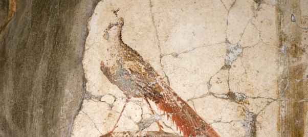 Villa di Poppea a Oplontis: Guida alla lettura del sito