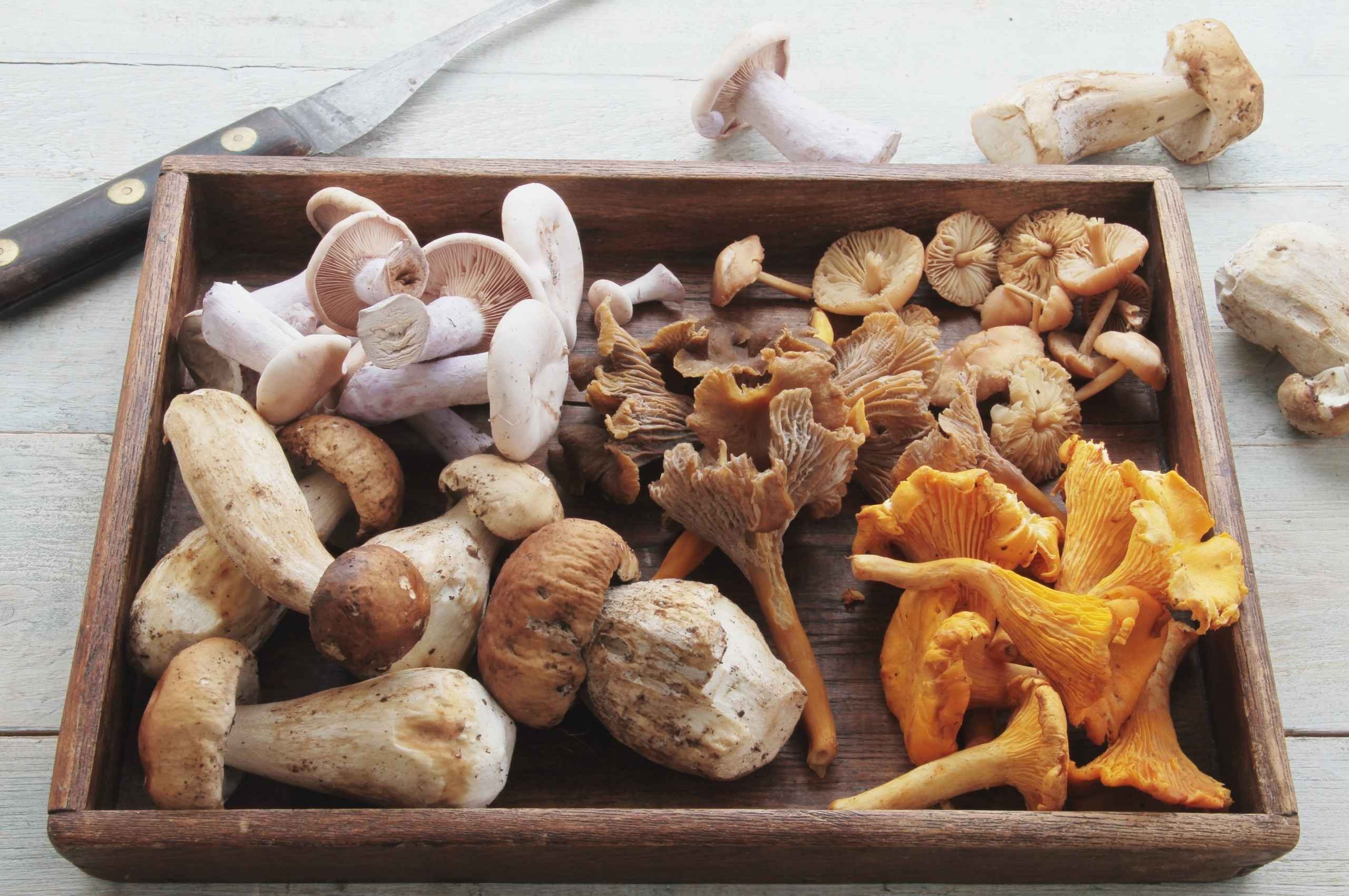 Sagra dei Funghi a Cusano Mutri 2026: date e programma