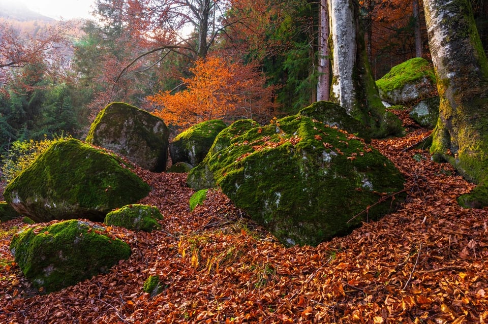 Foresta dei Bagni di Masino