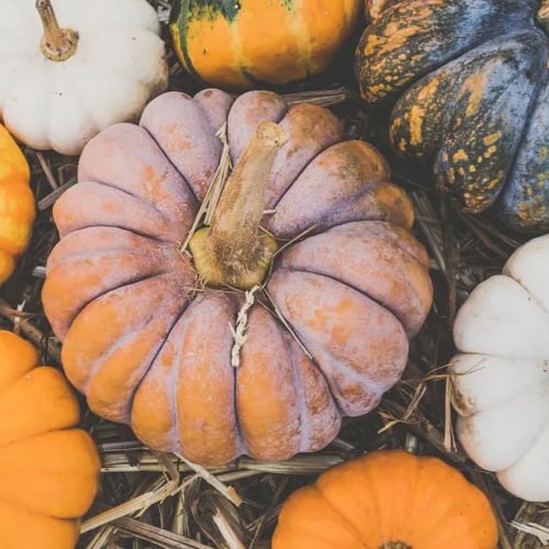 giardini di zucca in campania
