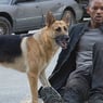 Io sono leggenda 2: Steven Caple Jr. dirigerà il sequel con Will Smith e Michael B. Jordan