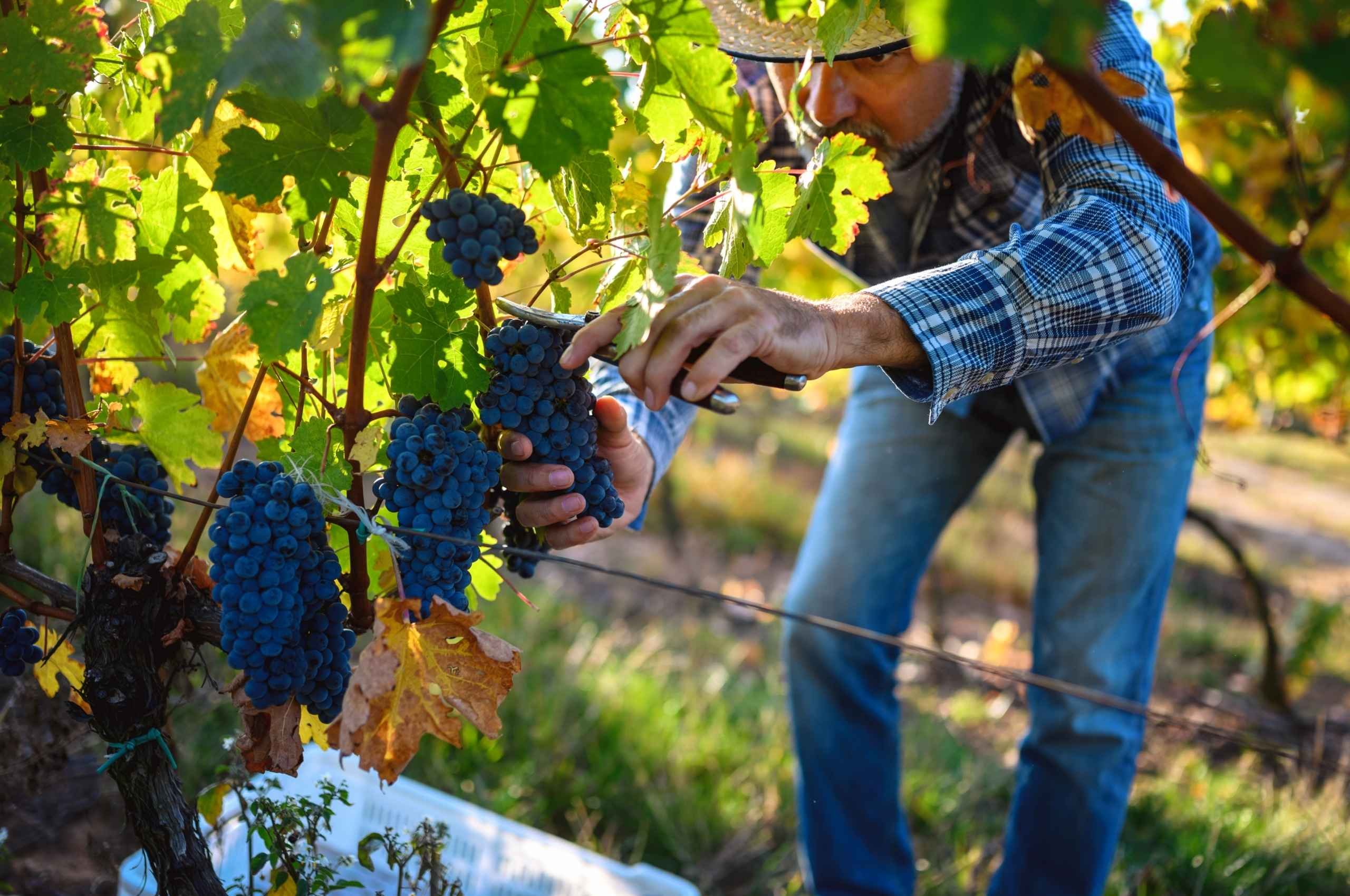 Sagra dell’Uva a Galluccio 2026: date e programma