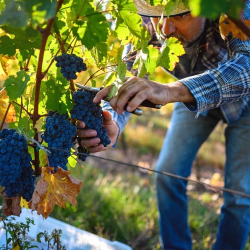 Sagra dell’Uva a Galluccio 2026: date e programma
