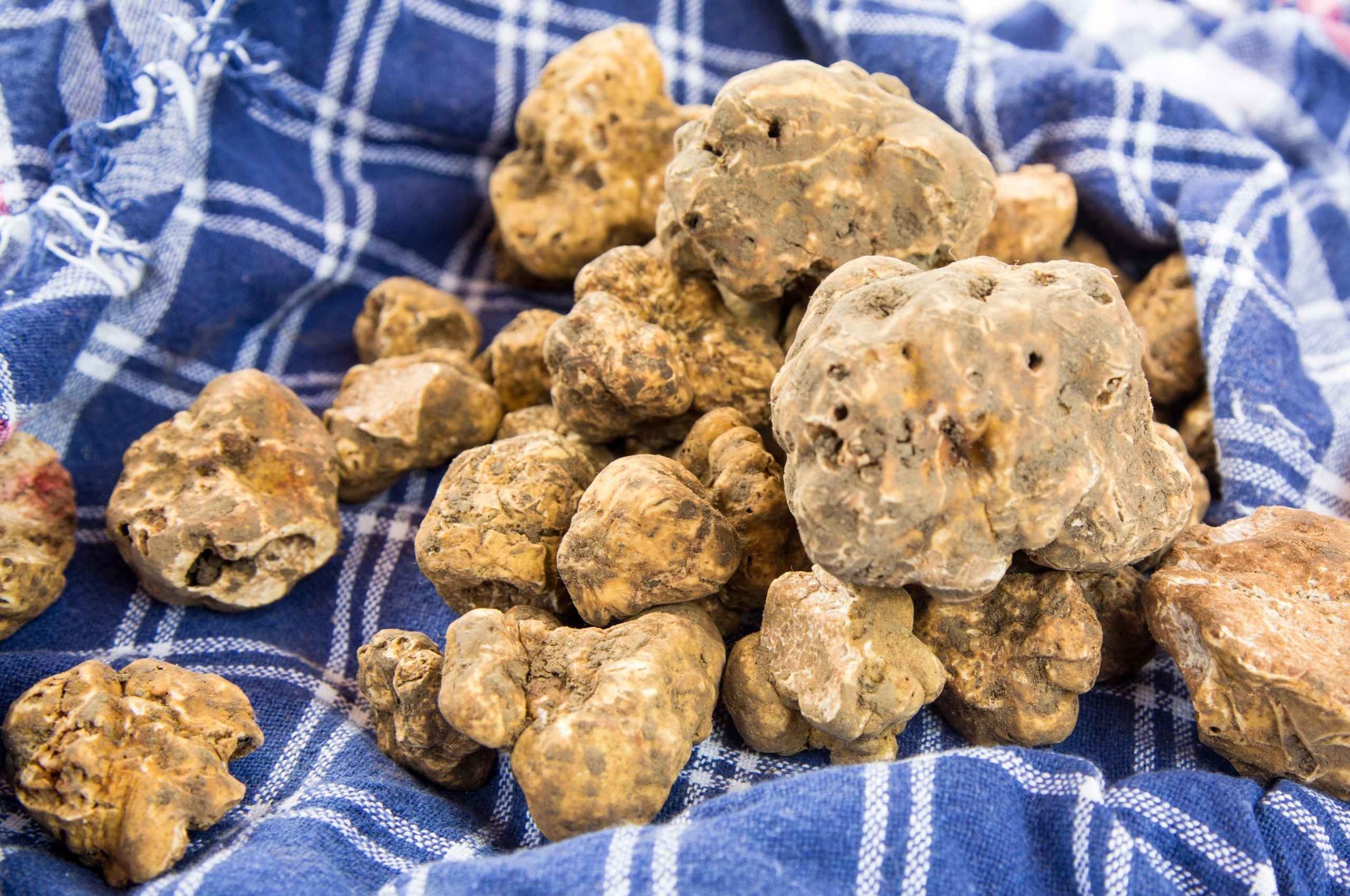 Sagra del Tartufo Bianco a Borgofranco sul Po 2026: date e programma