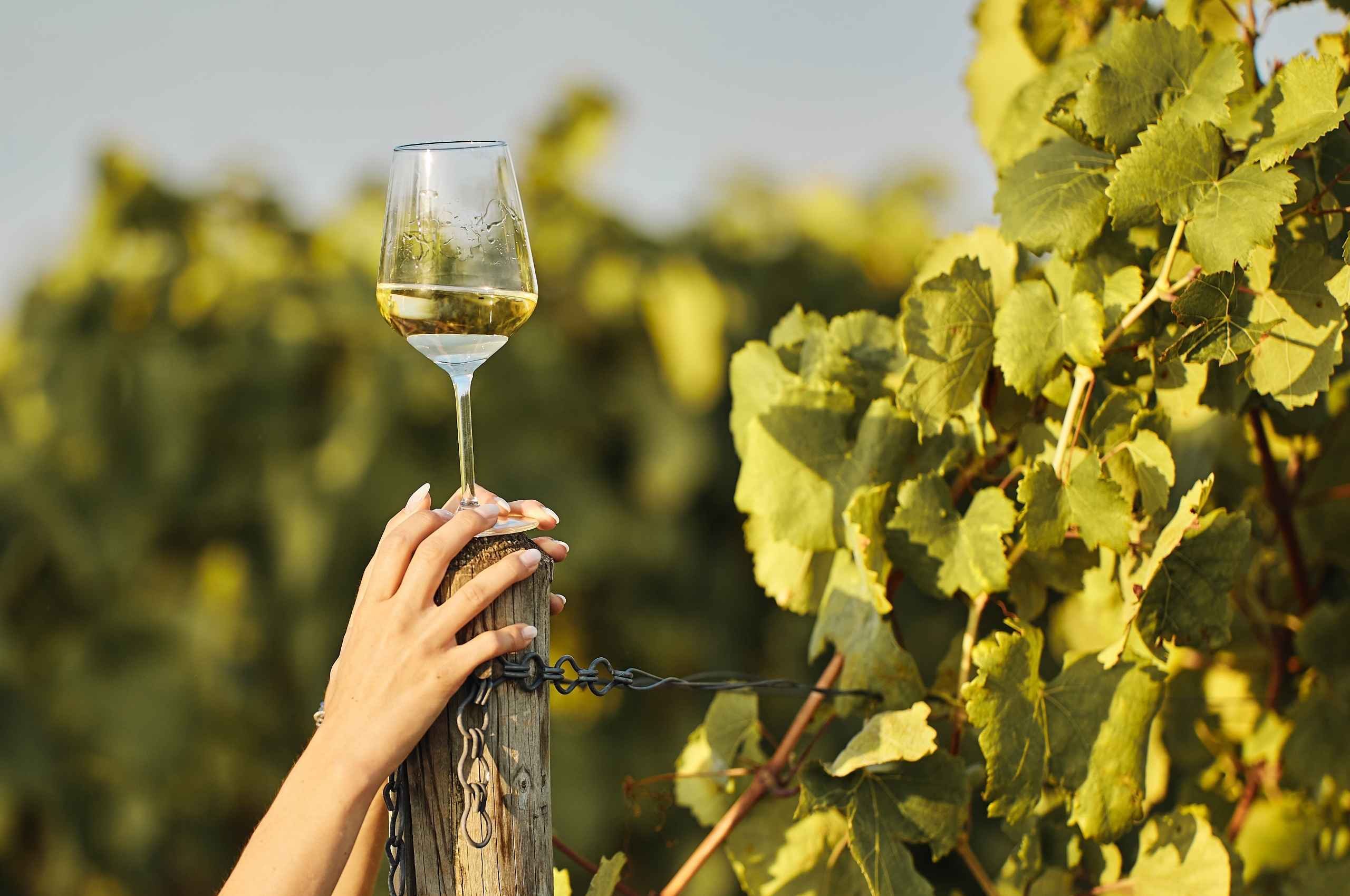 Festival Franciacorta in Cantina a Brescia 2026: programma