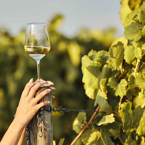 Festival Franciacorta in Cantina a Brescia 2026: programma