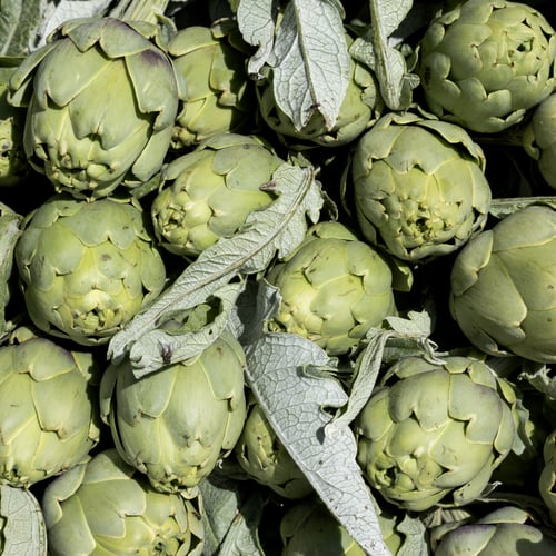 Bianco Tanagro 2026: Festival del Carciofo Bianco ad Auletta