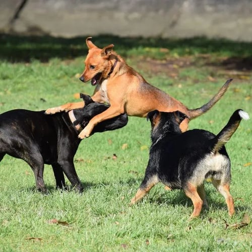 parchi per cani a napoli