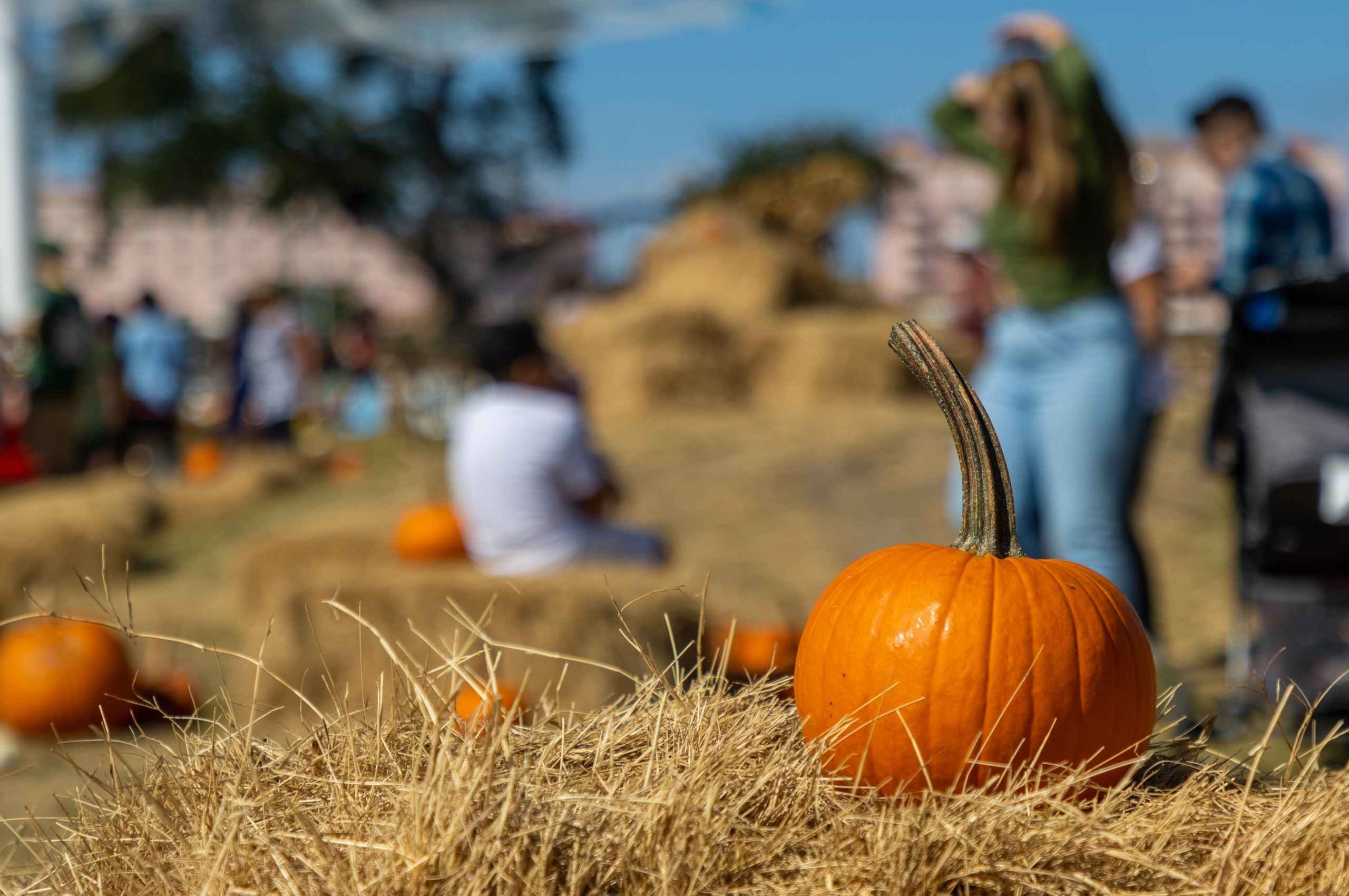 I 5 migliori campi di zucca in Campania: Guida ai Pumpkin Patch 2026
