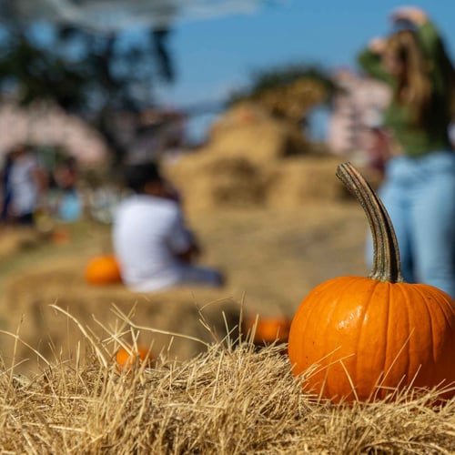 I 5 migliori campi di zucca in Campania: Guida ai Pumpkin Patch 2026