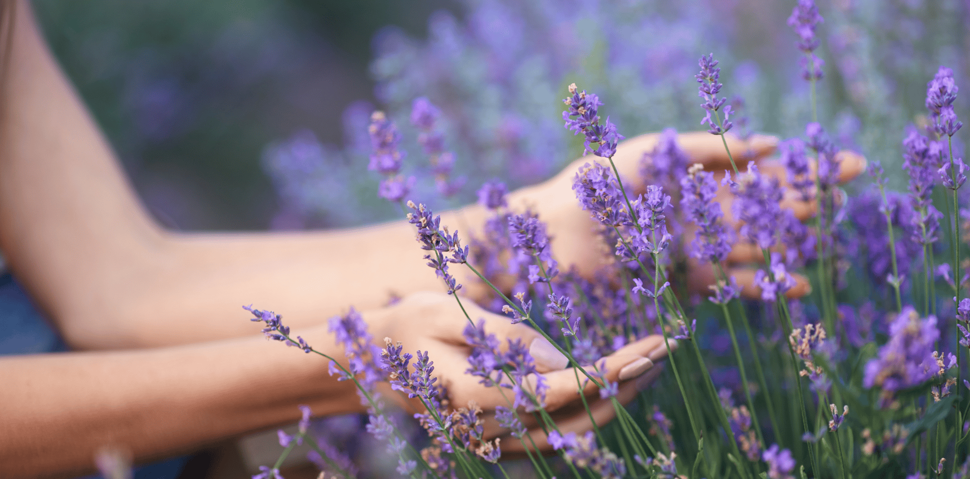 Campi di lavanda in Toscana: dove e quando andare