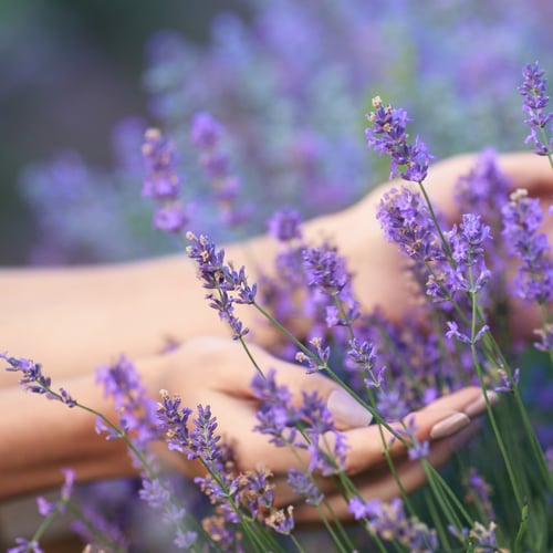 Campi di lavanda in Toscana: dove e quando andare