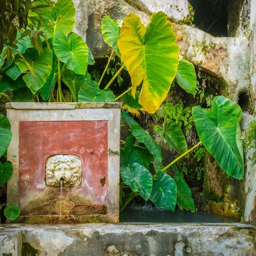 Il Giardino della Minerva: Un’Oasi di Storia e Magia della Scuola Medica Salernitana