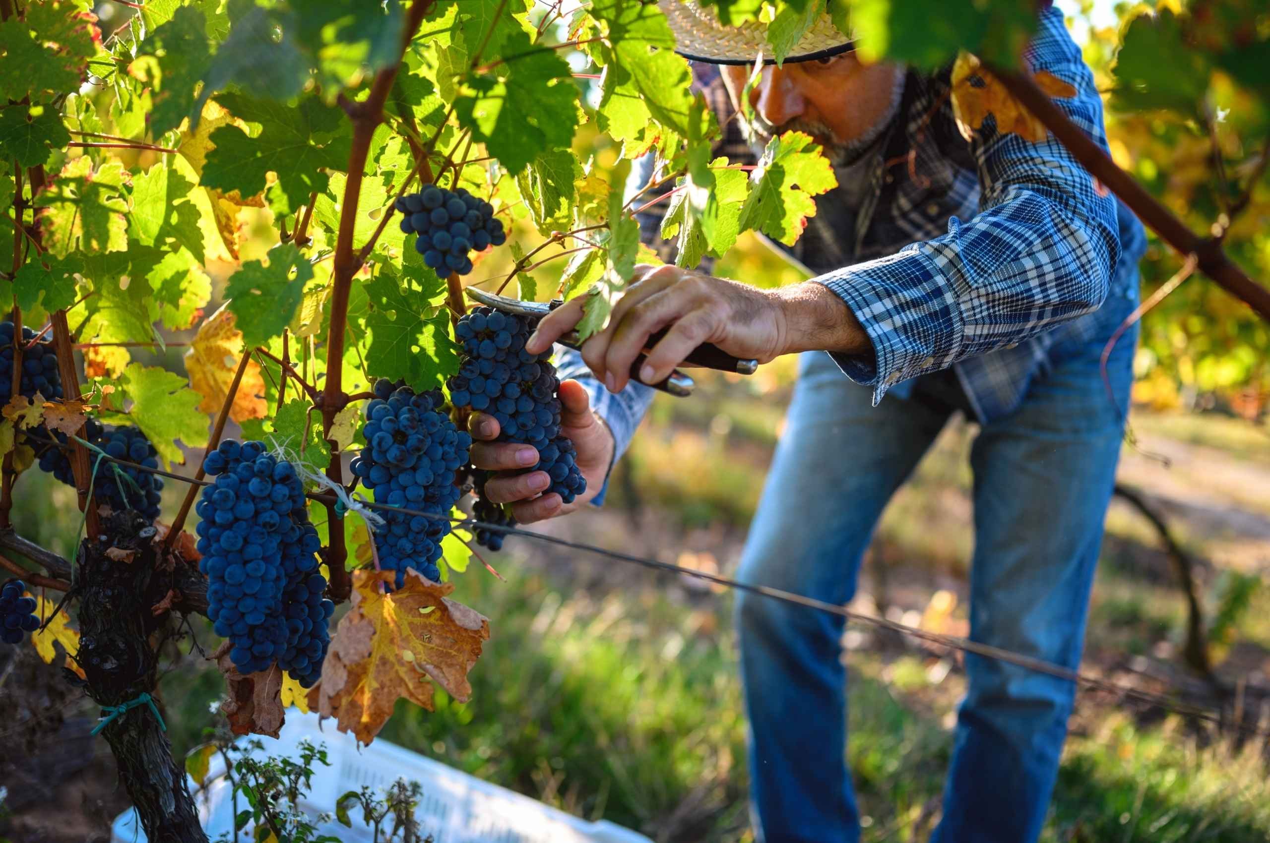 La Vendemmia in Irpinia: Guida a Fiano, Greco, Taurasi e Alberata Taurasina