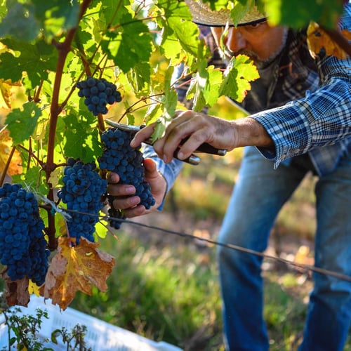 La Vendemmia in Irpinia: Guida a Fiano, Greco, Taurasi e Alberata Taurasina