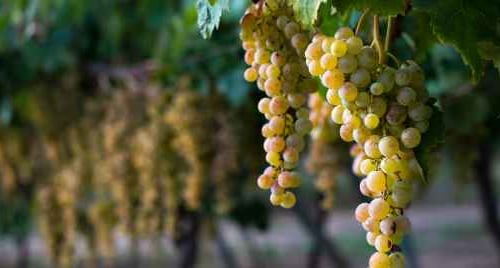 Greco di Tufo DOCG: guida a storia, territorio e profilo del vino
