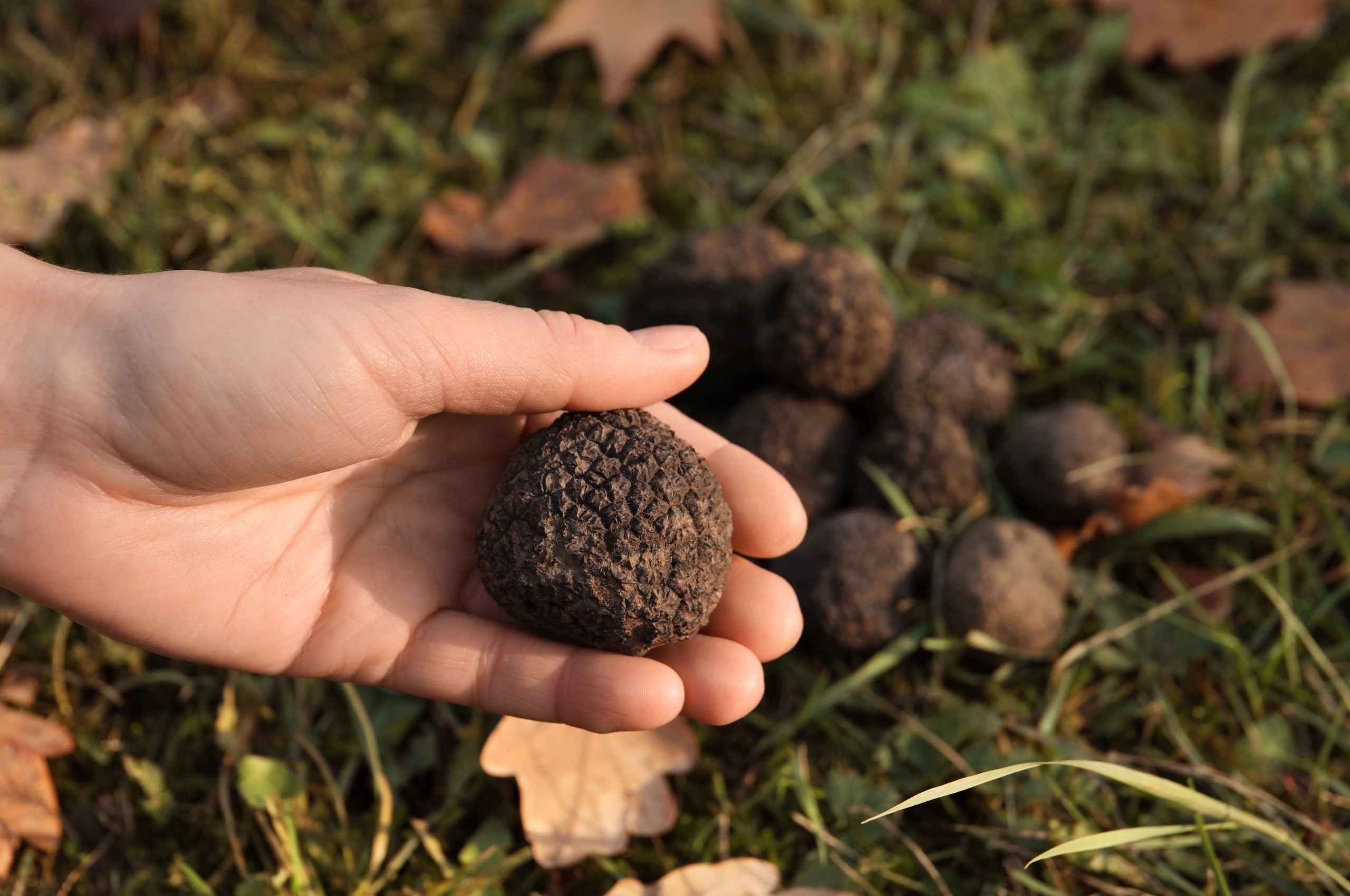 Sapori d&rsquo;Autunno in Lombardia: Guida alle Sagre Imperdibili del Fine Settimana