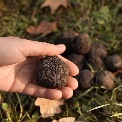 Sapori d’Autunno in Lombardia: Guida alle Sagre Imperdibili del Fine Settimana