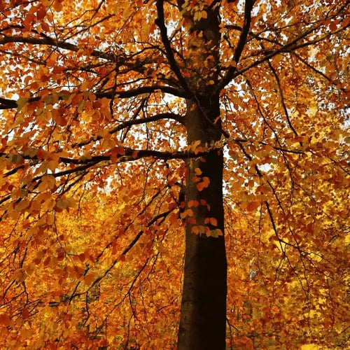 foliage in Lombardia