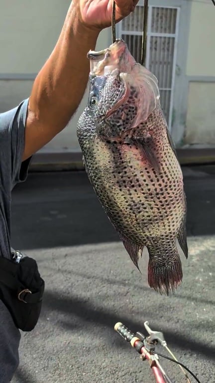Buenos días! Fresh fish, 1x guapote y una piña de mojarra. Home delivery, so fresh some were still alive... 🩵🩵🩵