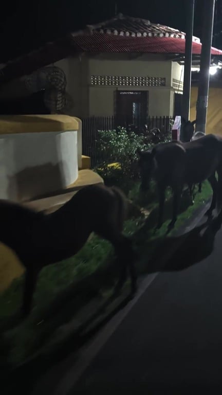 Hey there caballiito🐴