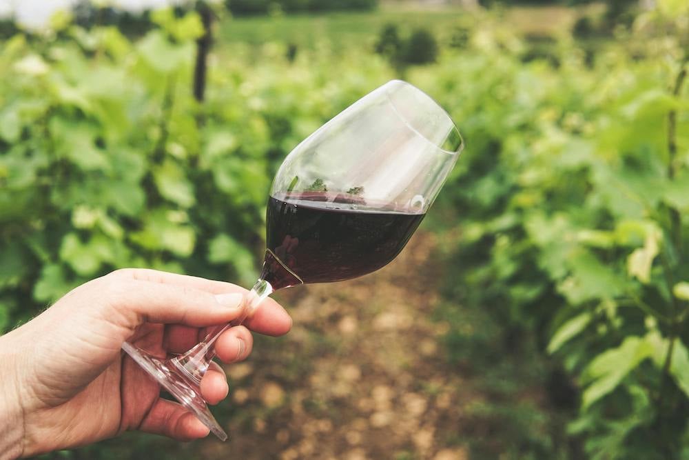 A walk to the vineyard