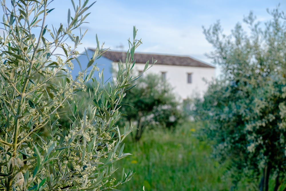 Finca el Olivar