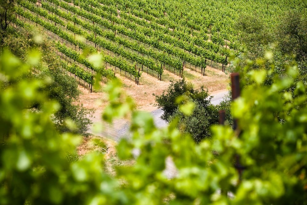 Everything you need to know about Primitivo wine from Puglia
